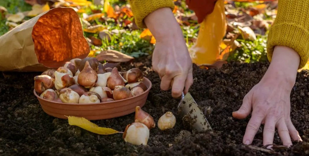 Jakie "cebule" sadzić jesienią, aby pięknie zakwitły na wiosnę?